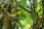 Chestnut-capped Warbler, Costa Rica