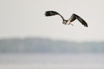 Osprey over Blue Cypress Lake, Florida