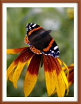 Vanessa atalanta 1