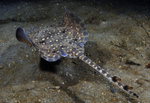 Raja clavata