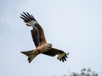 Red Kite
