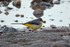 Grey Wagtail