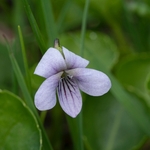 Bog Violet ( Viola palustris)