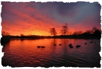 Curlie Sunrise 2