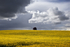 Single Tree under Stormy Skies