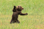Standing Brown Bear cub overbalances, Silver Salmon Creek, Alaska