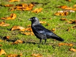 Jackdaw