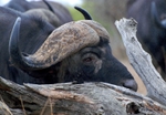 Buffalo
