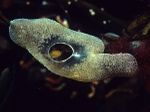 Diplosoma listerianum