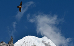 Bearded Vulture