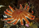 Crossaster papposus