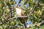 Yellow Billed Cuckoo