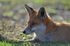 Red Fox