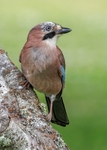 Jay
