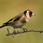 Goldfinch