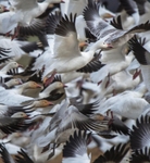 Snow Geese in flight