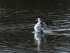 Smew
