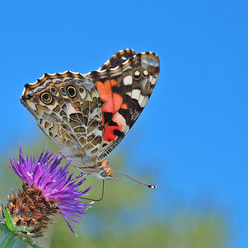 A painted lady butterfly feeding on black knapweed.