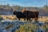 Highland Cattle