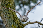 ural owl strix uralensis-1045