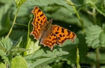 Comma Butterfly