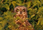 Short-eared Owl