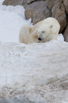 Sleeping bear