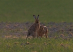 Brown Hares