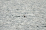 Red-throated Diver
