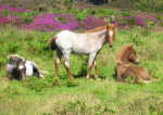 young-foals