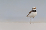Wilson's Plover, Fort De Soto Park, Florida
