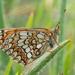 Heath fritillary (Melitaea athalia)