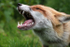 Red fox _ AN 0048