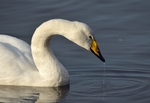 Whooper Swan
