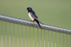 Fife_Swallow 0002