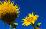 Sunflower Group 5