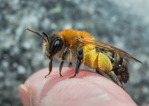 [i]Andrena nitida[/i] (=[i]pubescens[/i]), female. Warwickshire, April 2014.