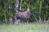 Elk (Moose)