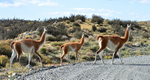 Crossing the road