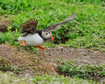 Puffin portfolio