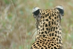 African Leopard, Timbavati, South Africa