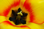Yellow Fellow