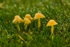 Parrot Waxcap