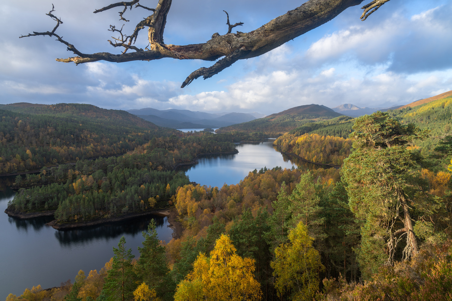 Extensive views out to the Caledonian forest over Loch Beinn a Mheadhoin. A dead branch extending from a nearby Scots…