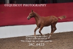 JAC_6423