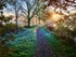 Early November morning ~ Blackwater & Chelmer Canal