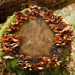 Fungus on Log