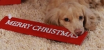 Merry Christmas Teddy