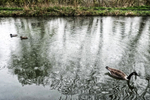 Ducks and Geese better scurry...