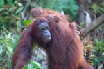 Wild orangutan (Pongo) Borneo_012